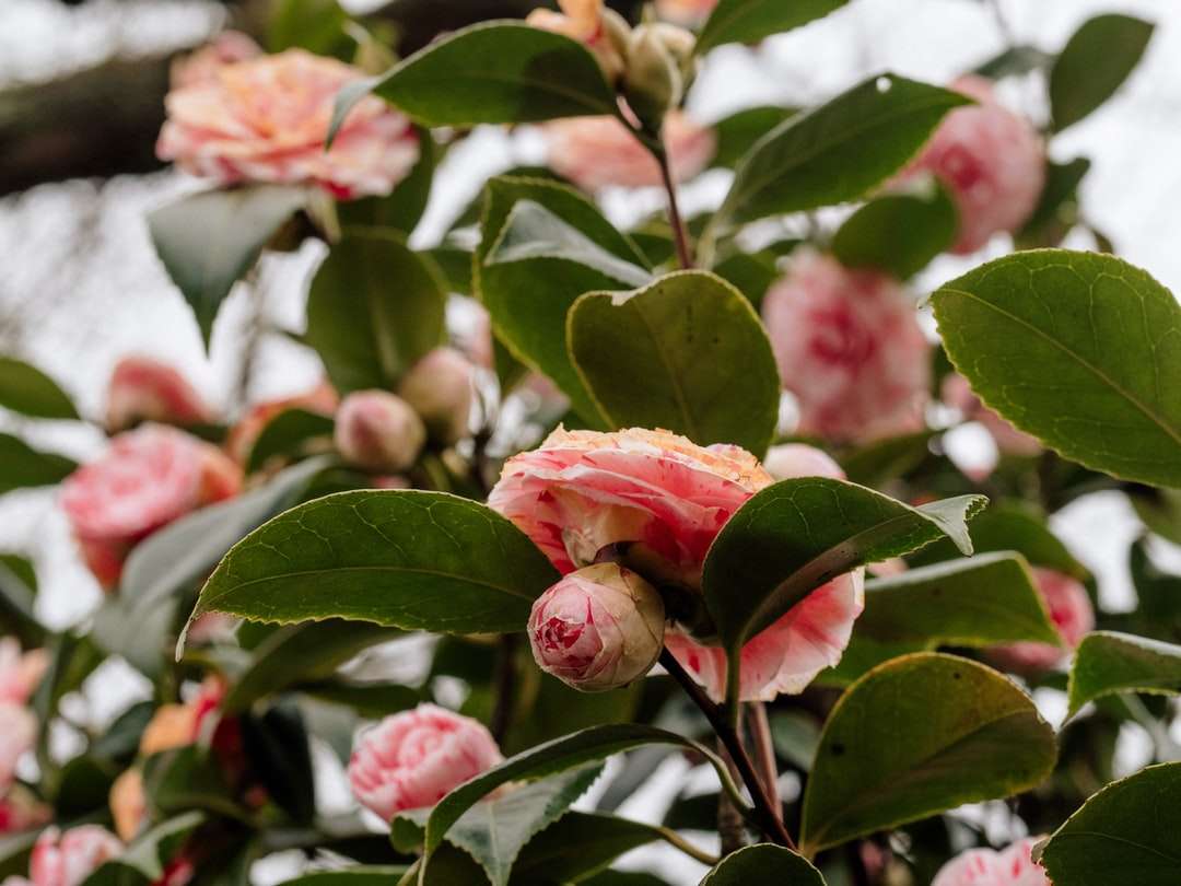 Różowe róże w rozkwicie w ciągu dnia puzzle online