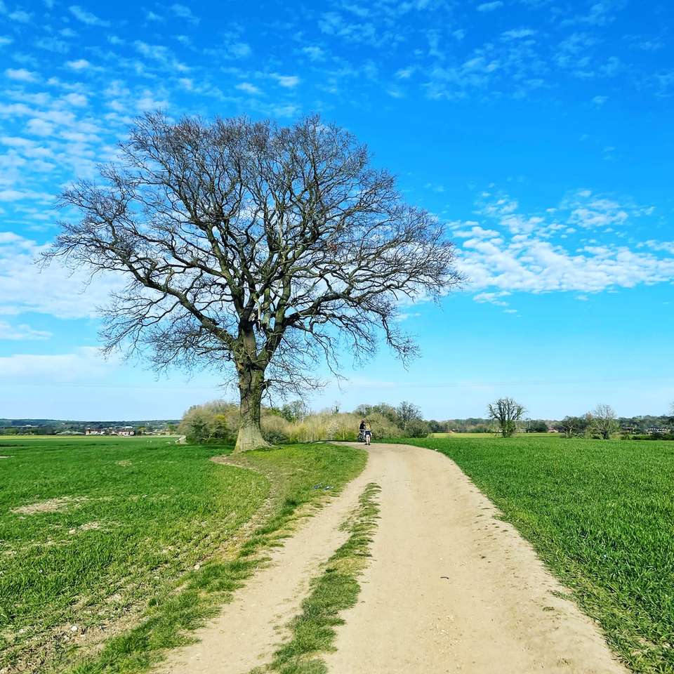 Bezlistne drzewo na zielonej trawie polu pod błękitnym niebem puzzle online
