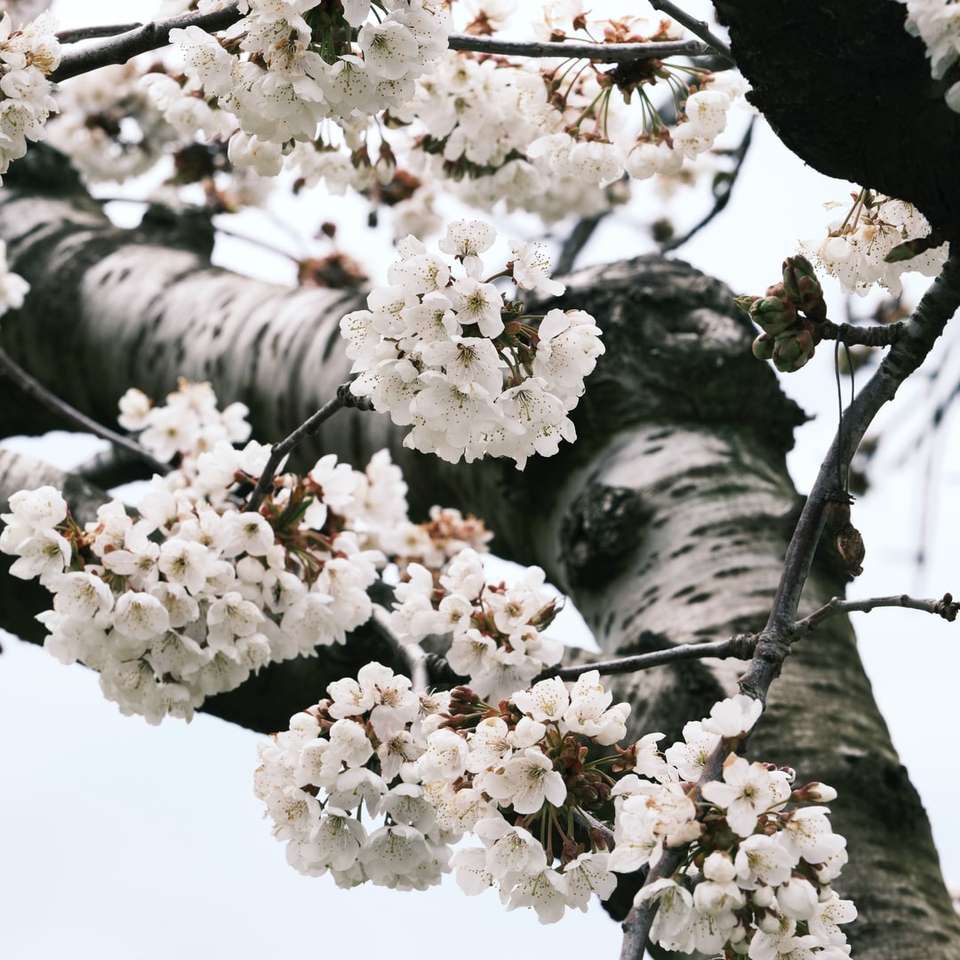 Białe drzewo wiśni kwitnącej w ciągu dnia puzzle online