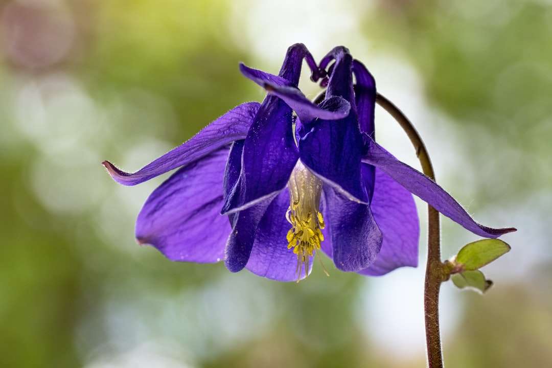 Purpurowy kwiat w obiektywu przesunięcia Tilt puzzle online