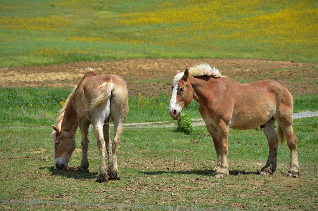 Brązowy i biały koń na zielonej trawie polu w ciągu dnia puzzle online