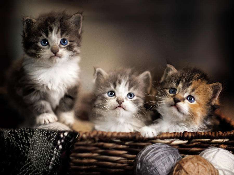 Trzy kotki w koszu puzzle online