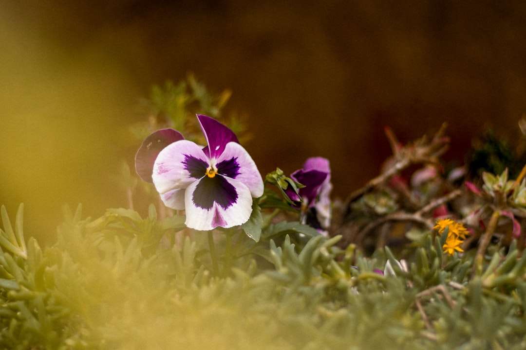 Fioletowy i biały kwiat w rozkwicie w ciągu dnia puzzle online