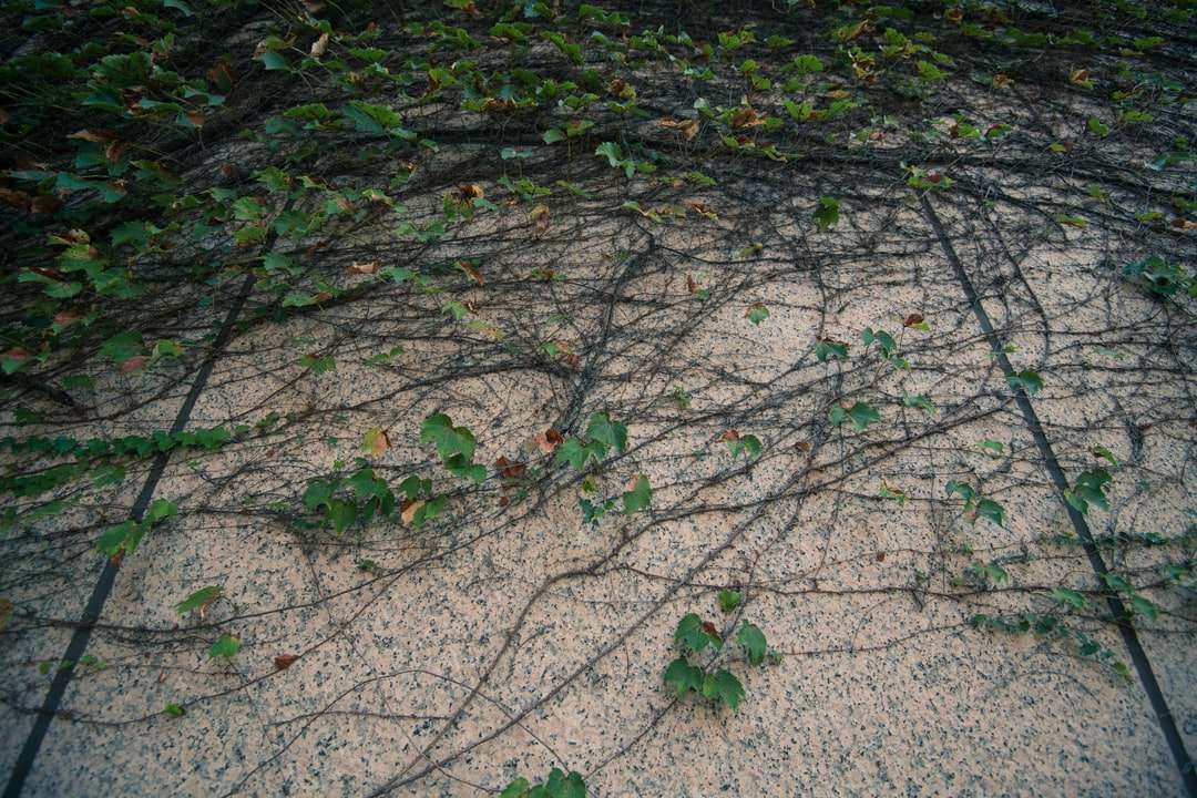 zielone liście na szarej betonowej podłodze puzzle online