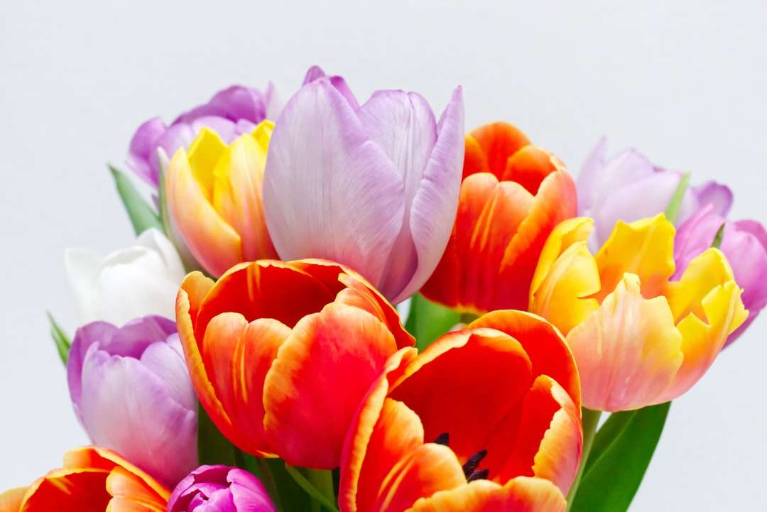 Różowe i pomarańczowe tulipany w rozkwicie puzzle online