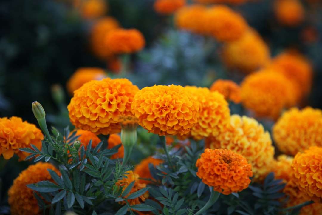 Pomarańczowe kwiaty z zielonymi liśćmi puzzle online