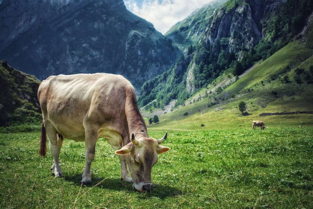 Brązowa krowa na zielonej trawie polu podczas dnia puzzle online