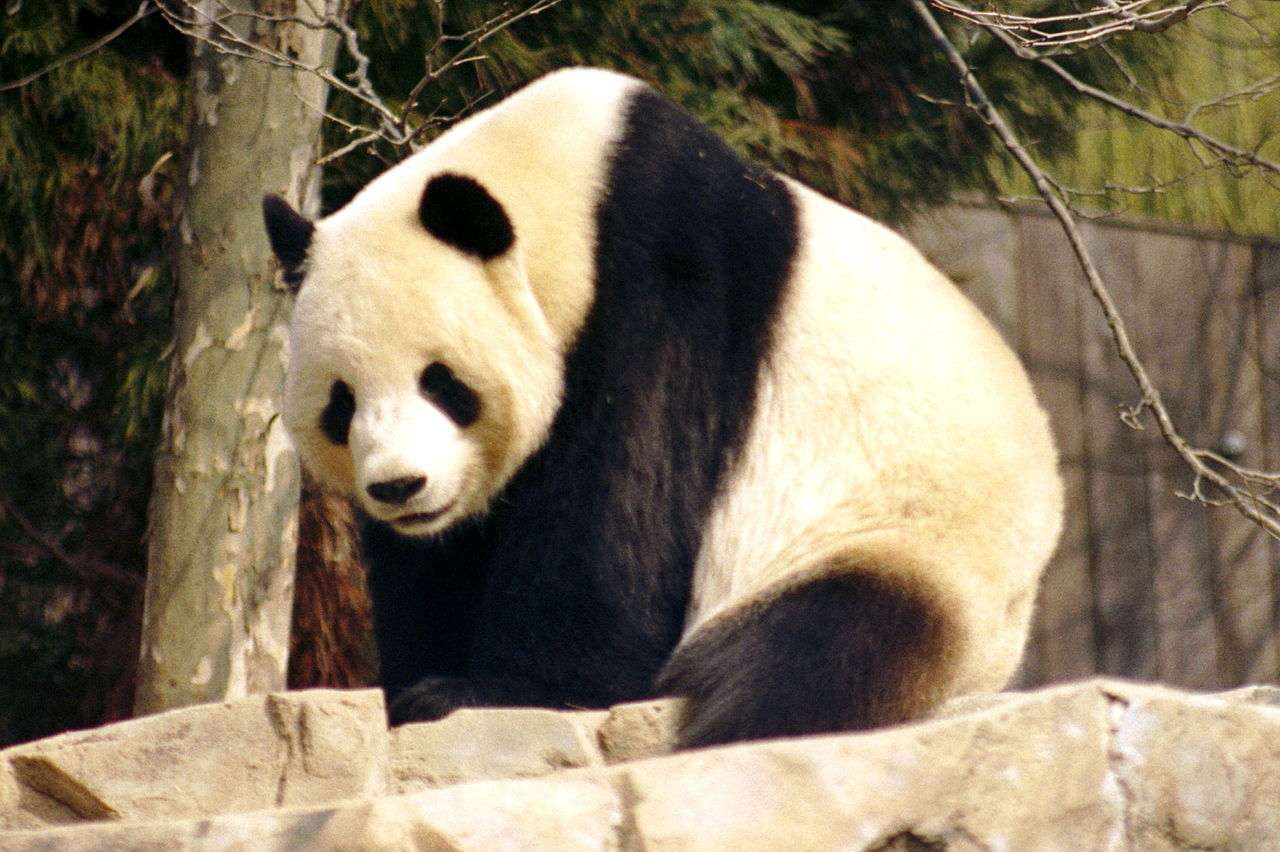 Panda wielka puzzle online