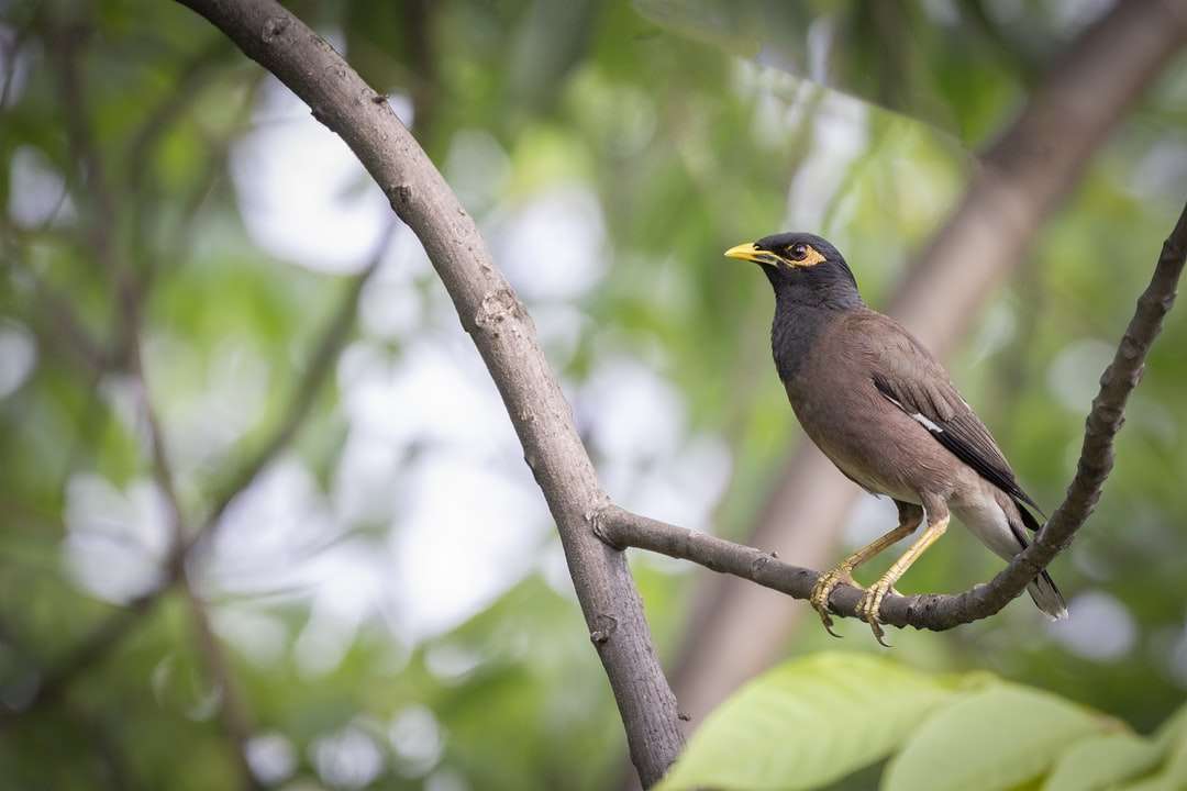 Brown ptak na gałęzi drzewa w ciągu dnia puzzle online