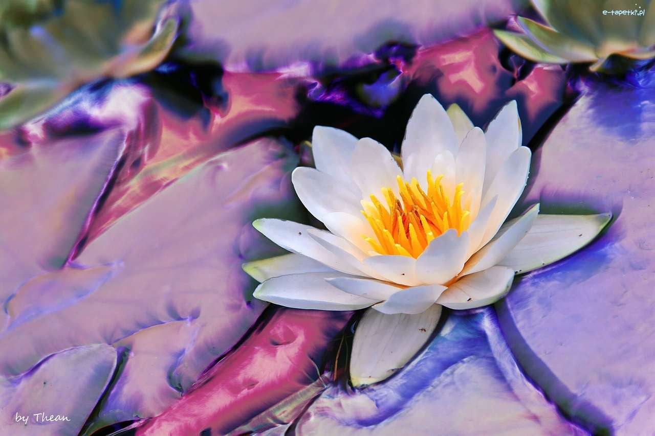 Biała lilia wodna puzzle online