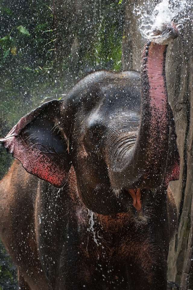 Rolig elefant pussel