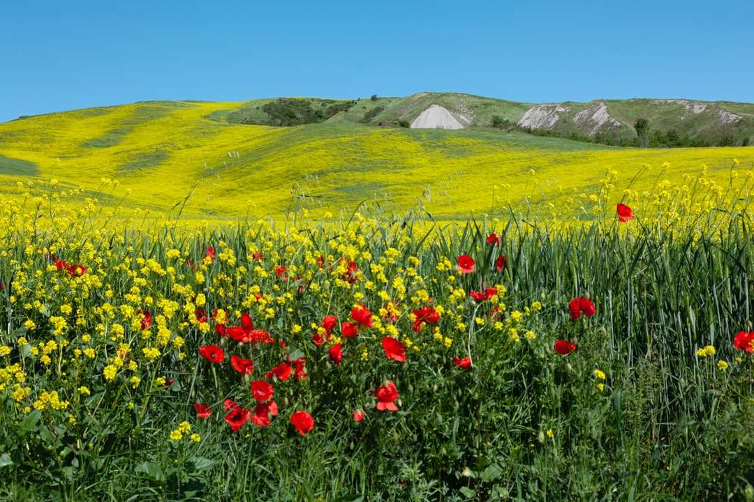 Czerwone i żółte pole kwiatu w ciągu dnia puzzle online