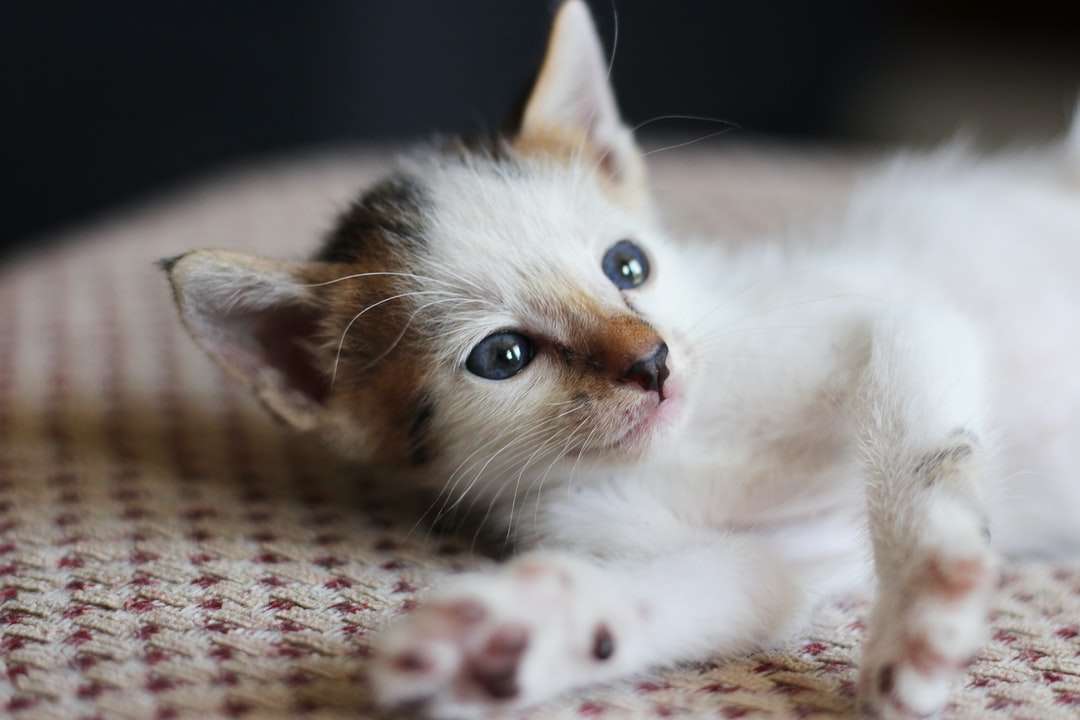 Biały i brązowy kot leżący na brązowej tkaninie puzzle online