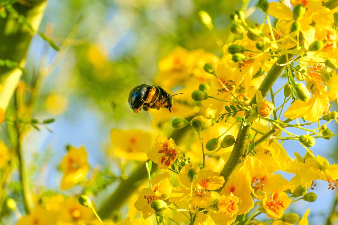 Żółta i czarna pszczoła na żółtym kwiacie puzzle online