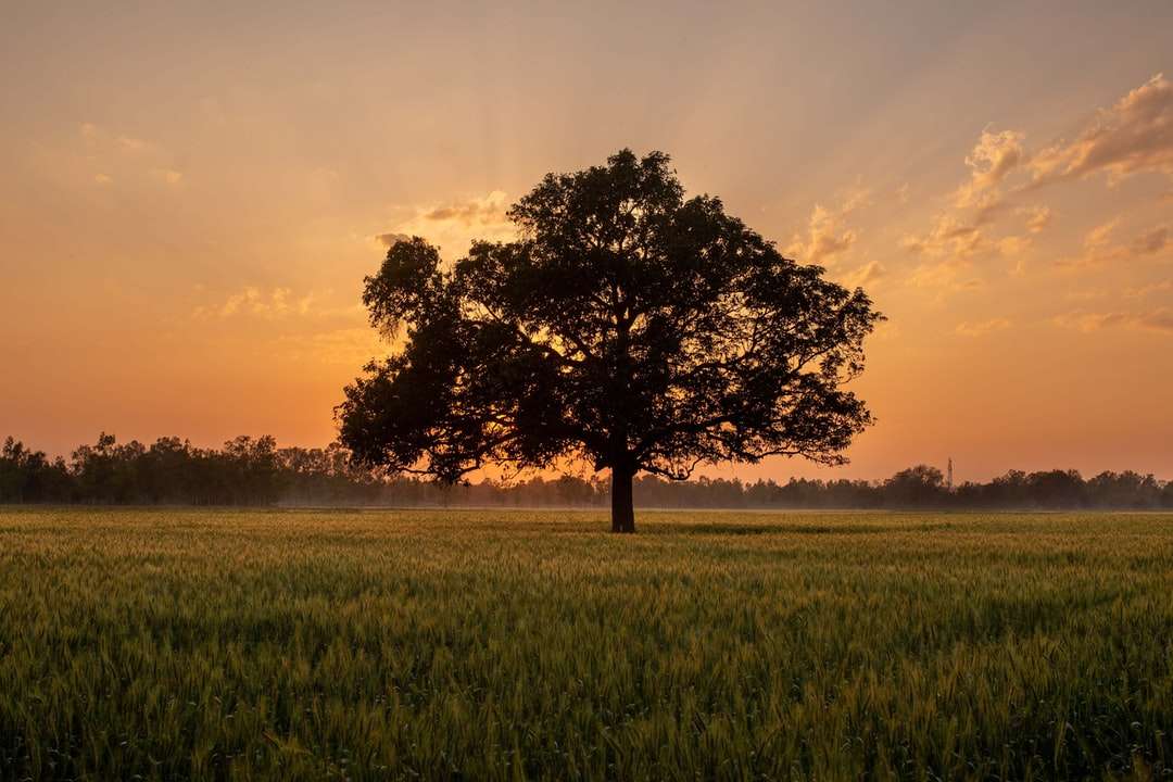 Zielone drzewo na zielonej trawie polu podczas zachodu słońca puzzle online