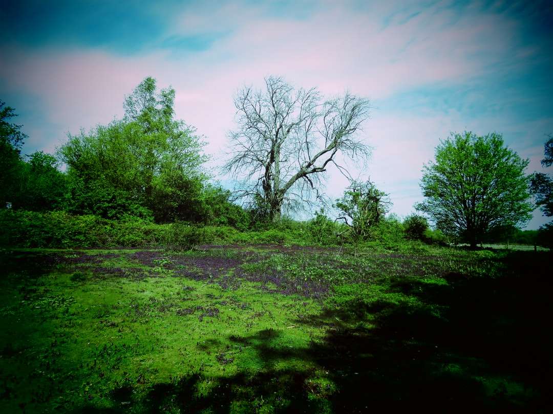 Pole zielonej trawy z drzewami pod błękitne niebo puzzle online