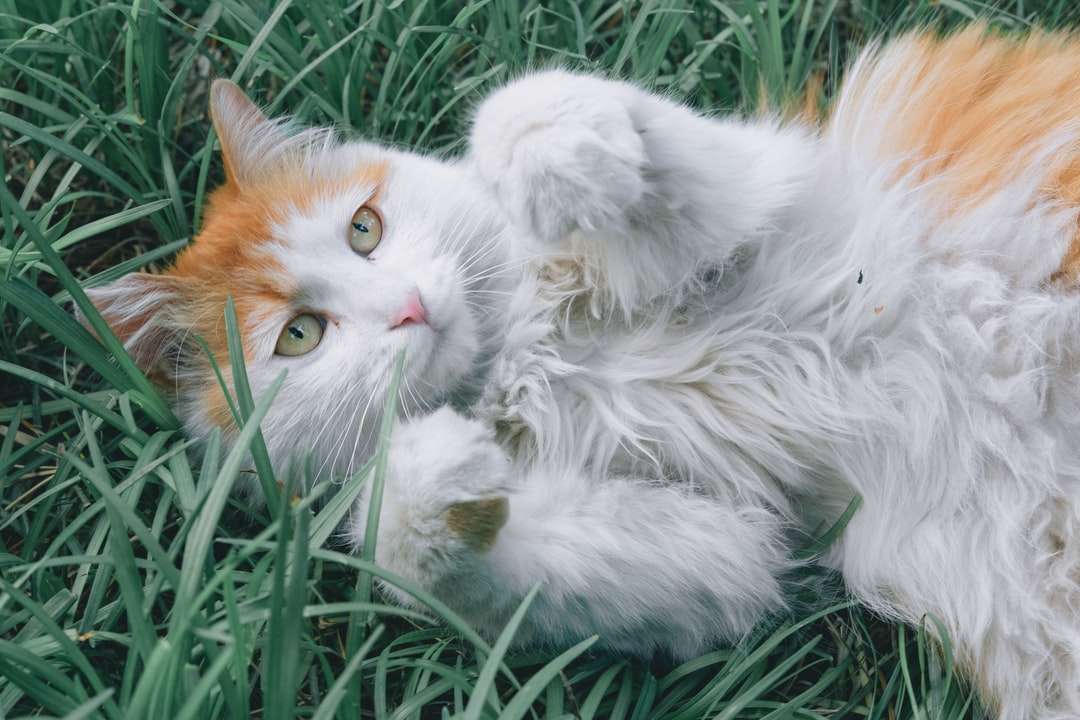 Biały i pomarańczowy kot leżący na zielonej trawie puzzle online