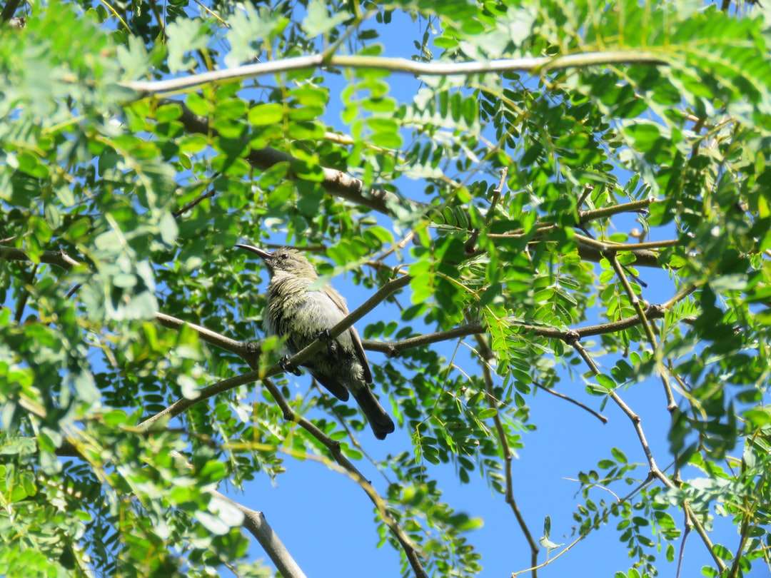 Brown ptak na gałęzi drzewa w ciągu dnia puzzle online