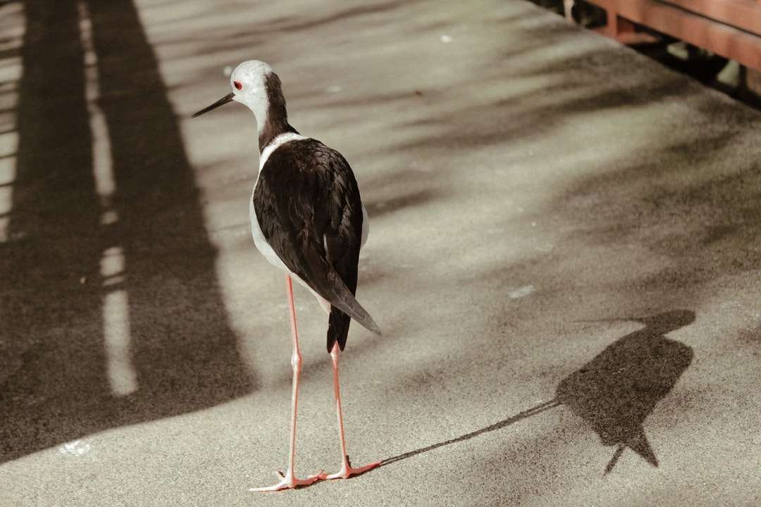 Czarny i biały ptak na szarym betonowej podłodze puzzle online