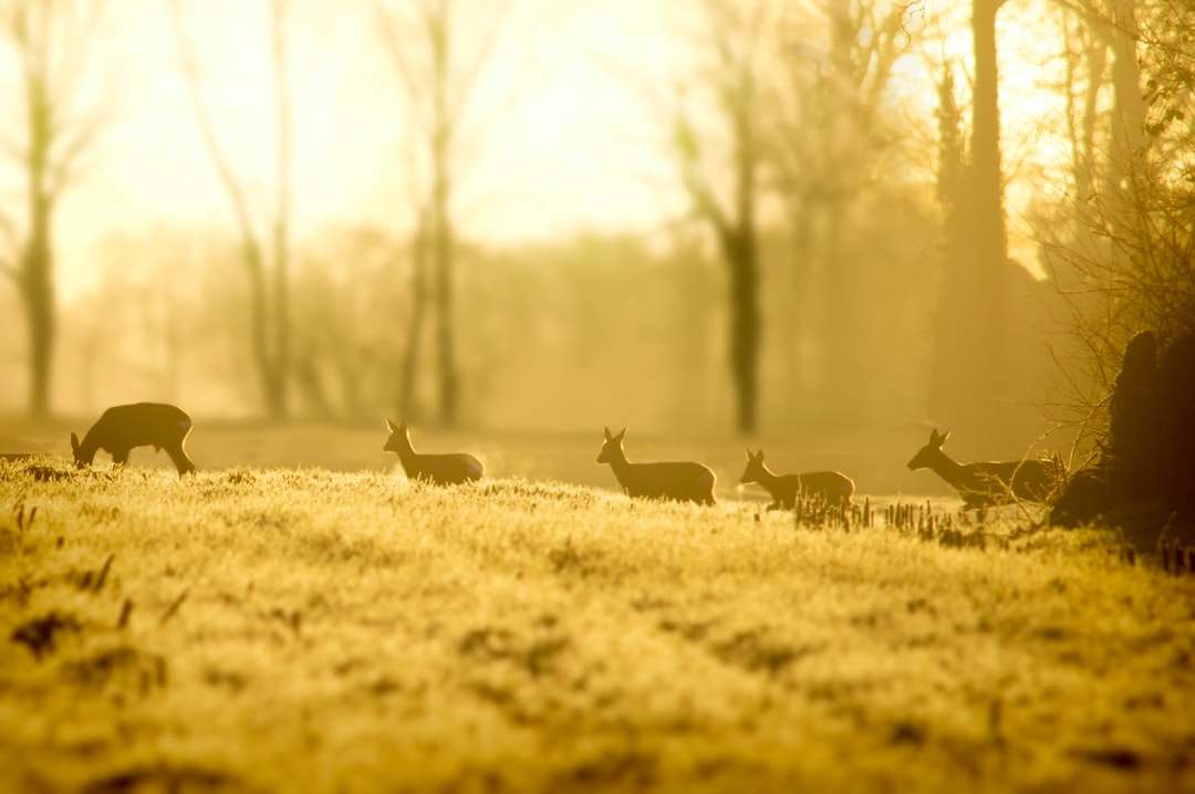 Stado jelenia na polu trawy w ciągu dnia puzzle online