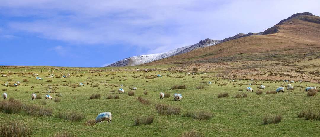 Biała owca na zielonej trawie polu blisko góry puzzle online