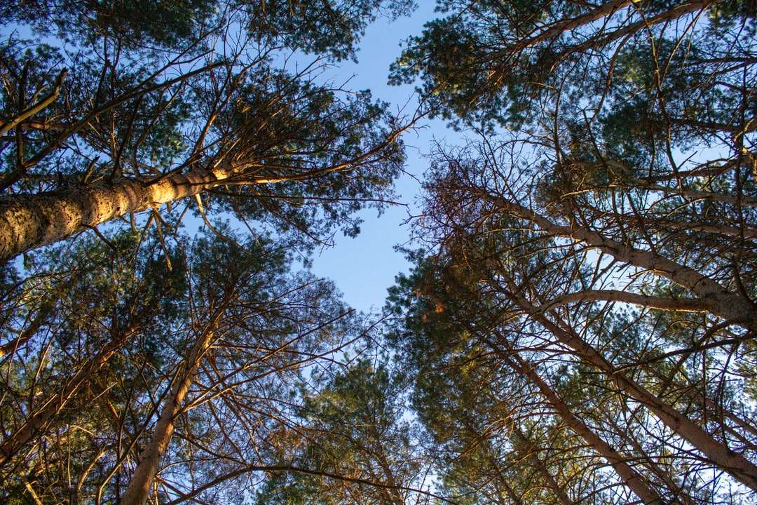 Brown drzewo pod błękitnym niebem w ciągu dnia puzzle online