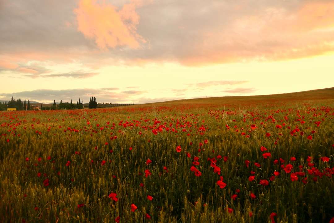 Czerwone pole kwiat podczas zachodu słońca puzzle online