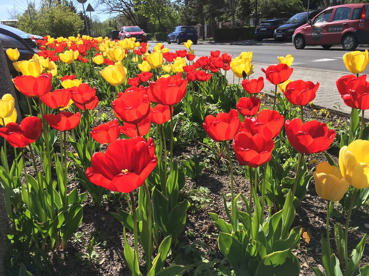 Wiosna w mieście tulipany puzzle online