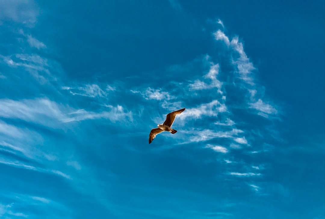 Biały ptak latający pod błękitnym niebem w ciągu dnia puzzle online