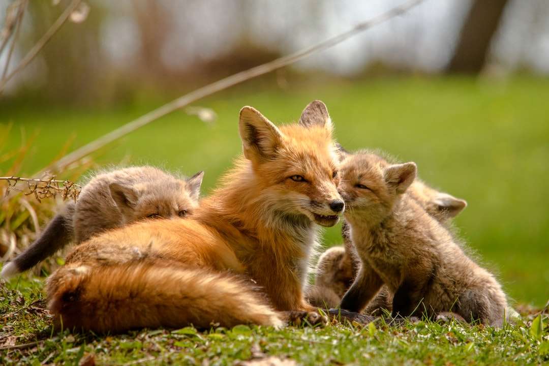 Pomarańczowy lis kłama na zielonej trawie podczas dnia puzzle online
