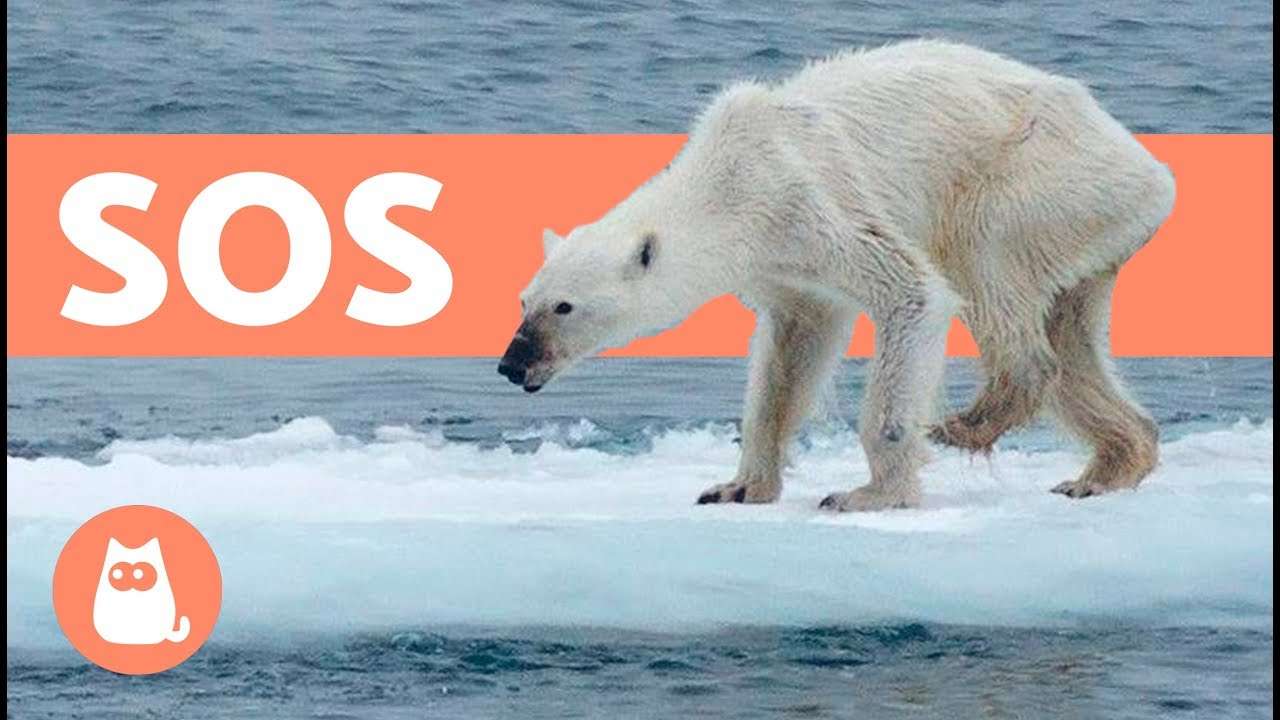 Salwemos Los Osos Polares! Pozwala zapisać niedźwiedzie polarne puzzle online