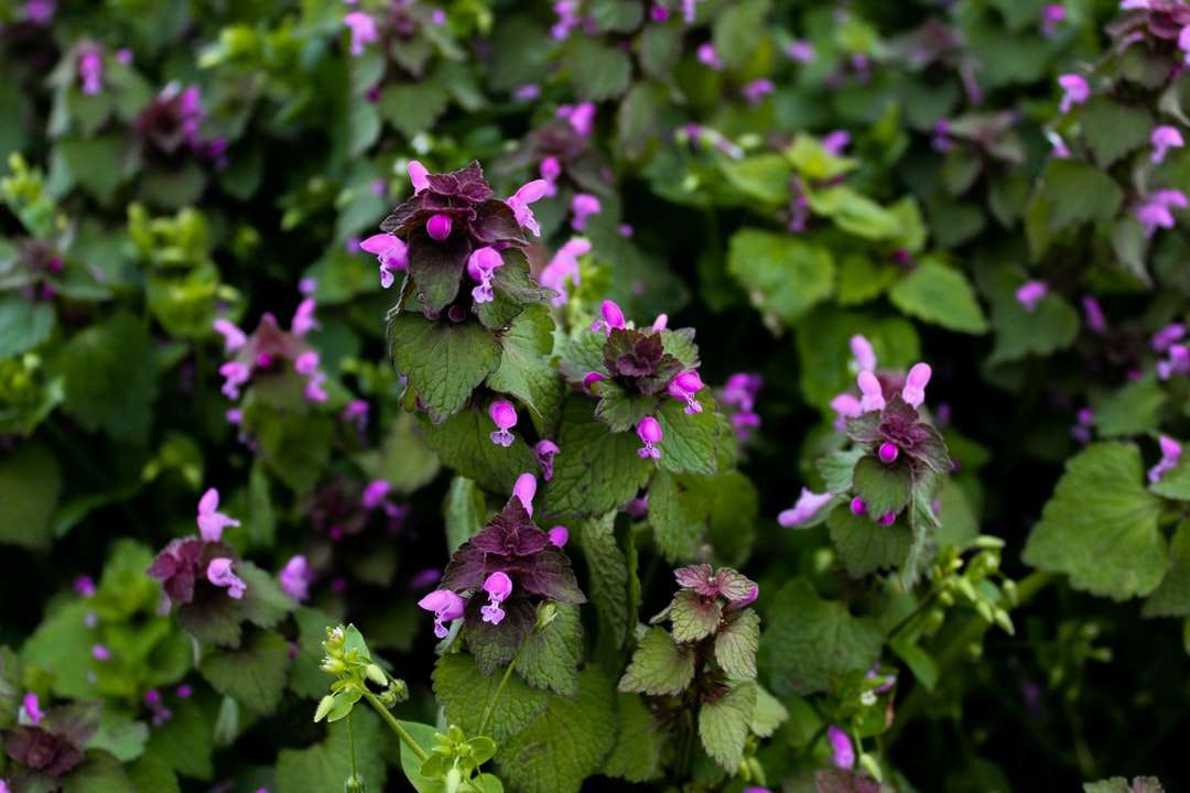 Purpurowe kwiaty z zielonymi liśćmi puzzle online