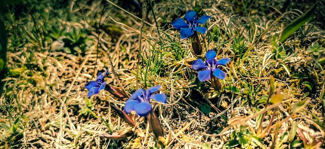 Niebieskie kwiaty na brązowej ziemi puzzle online