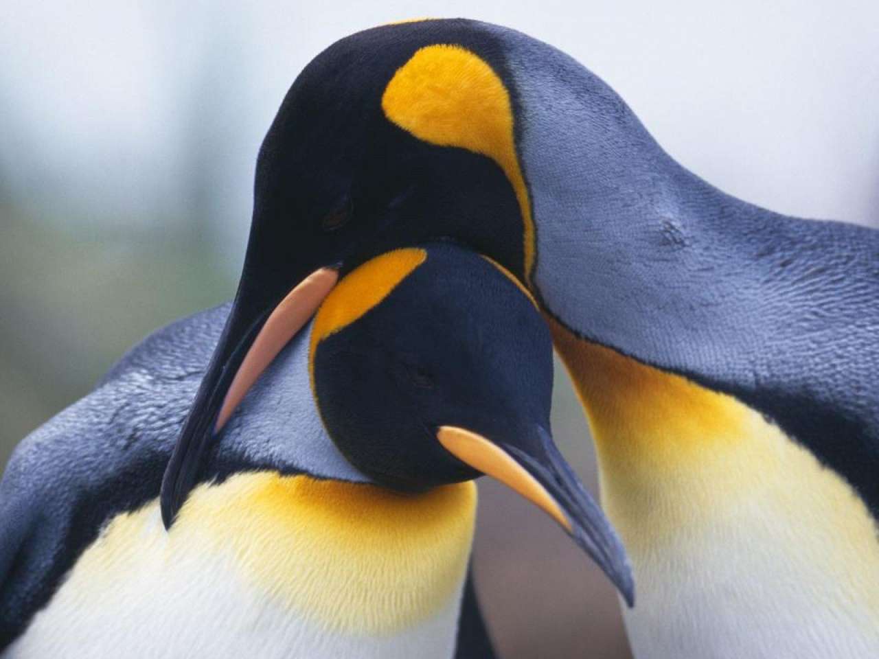 Dwa pingwiny puzzle online