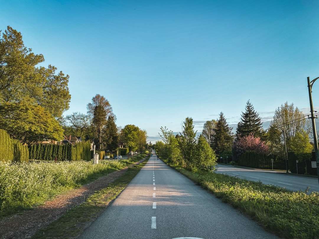 Szara betonowa droga między zielonymi drzewami pod błękitnym niebem puzzle online