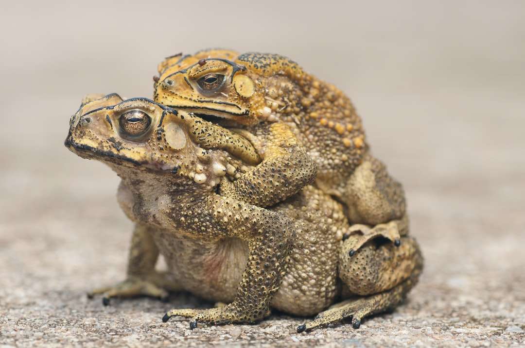 Brown żaba na brązowym piasku puzzle online