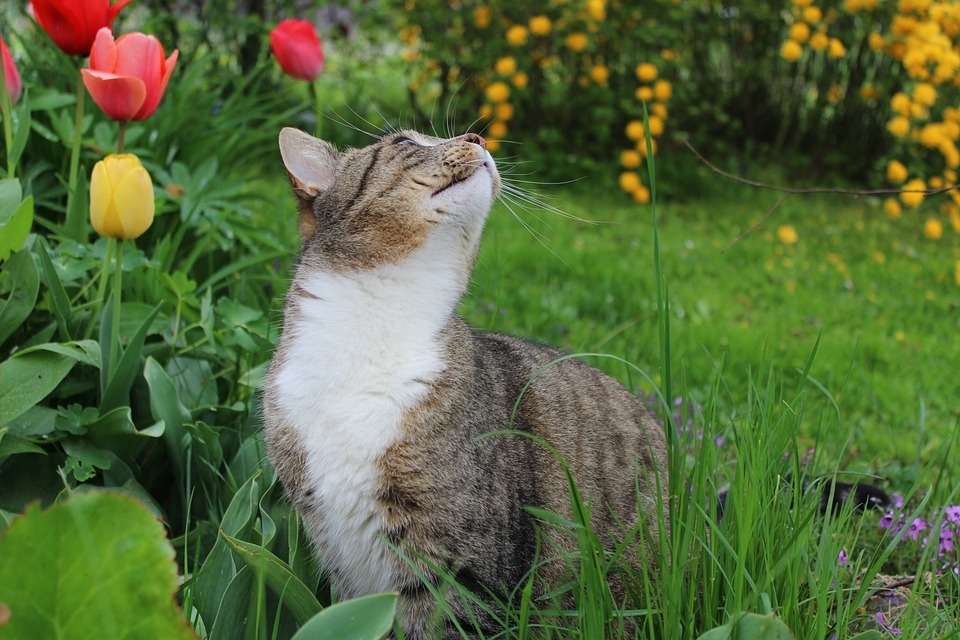 Kot w ogrodzie puzzle online