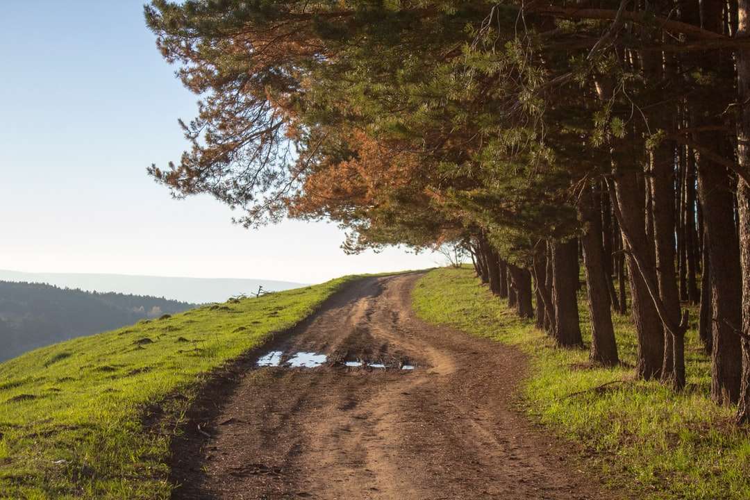 Brązowy szlak między polem i drzewami zielonej trawy puzzle online