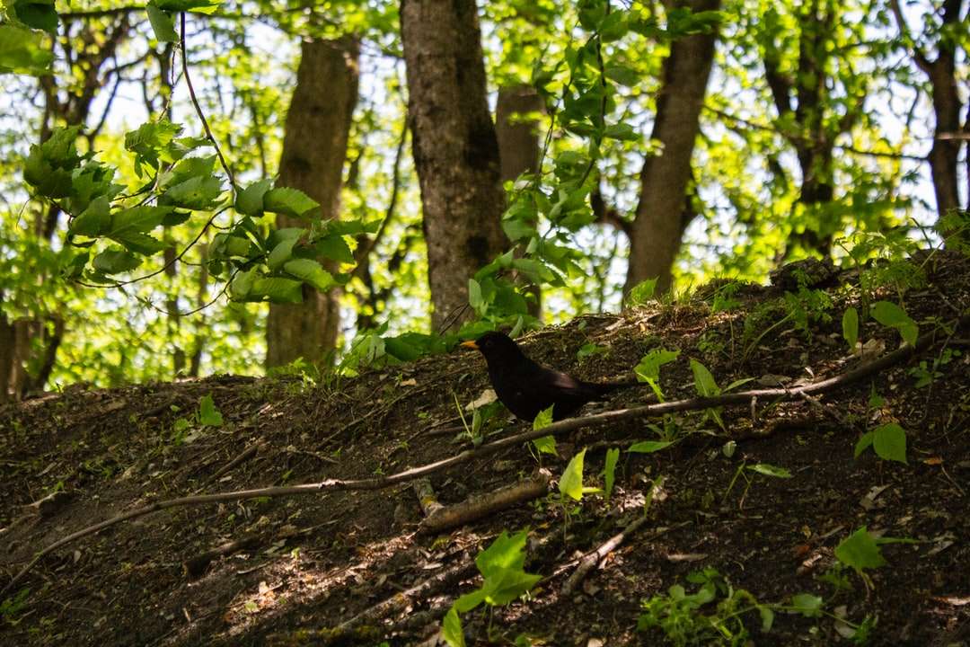Czarny ptak na brązowym pniu drzewa w ciągu dnia puzzle online