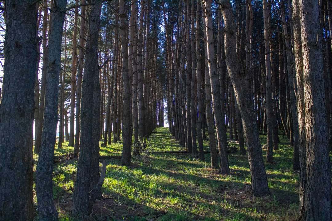 Zielona trawa i brązowe drzewa w ciągu dnia puzzle online