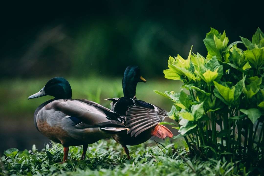 Trzy kaczki krzyżówki na zielonej trawie w ciągu dnia puzzle online