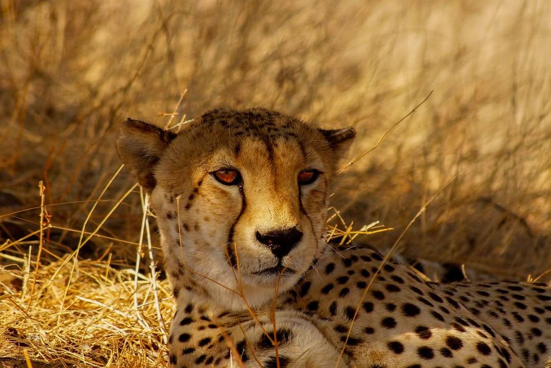 Gepard na brązowym polu trawy w ciągu dnia puzzle online