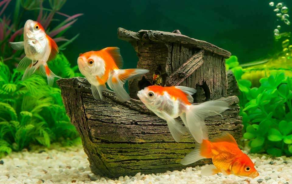 Fische im Aquarium Puzzle