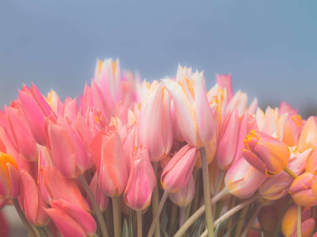 Różowe tulipany w rozkwicie w ciągu dnia puzzle online