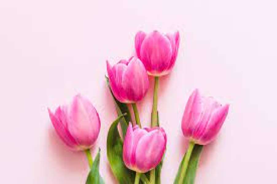 Piękne i delikatne tulipany róż puzzle online