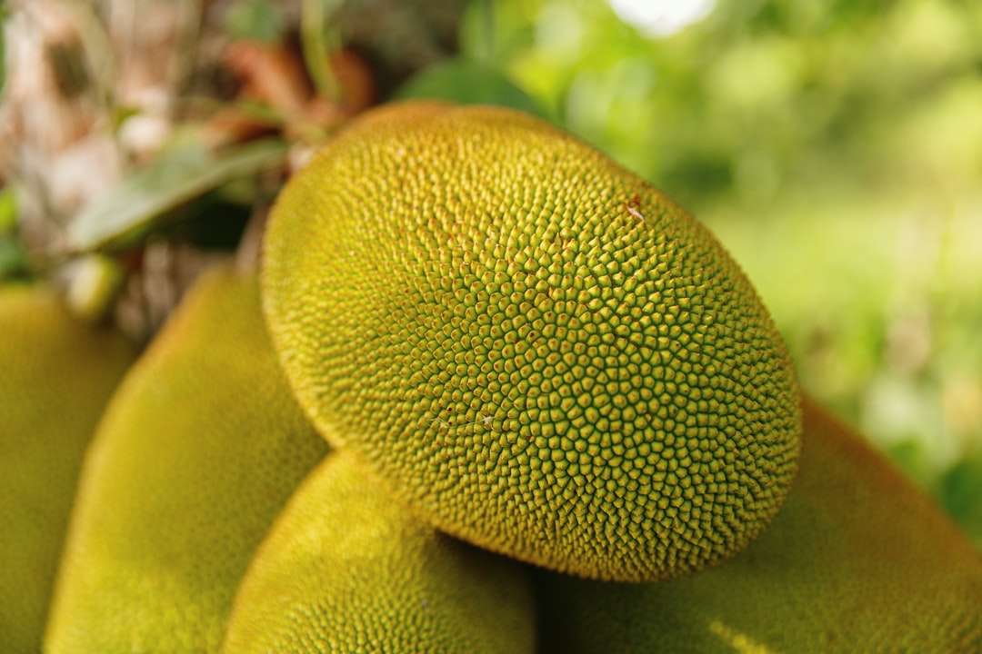 Zielona i żółta owoc w fotografii z bliska puzzle online