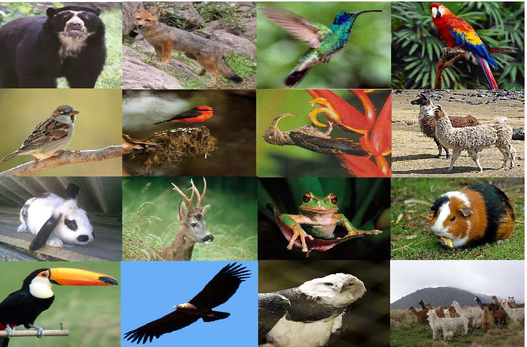 Fauna del Ekwador. puzzle online
