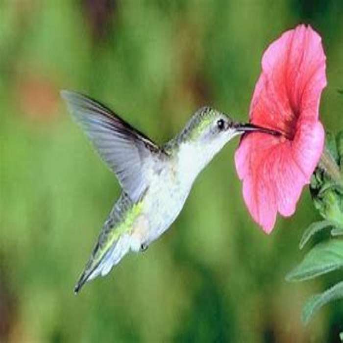 Rano colibri. puzzle online