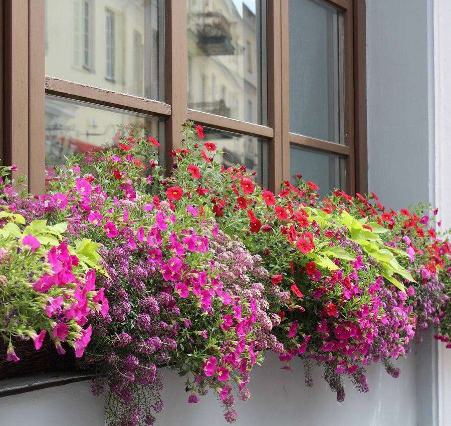 Kwiaty na zewnętrznym parapecie okna puzzle online