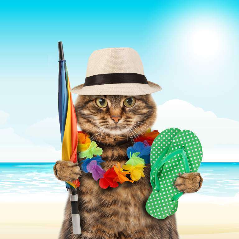 Śmieszny obrazek- kot na plaży puzzle online